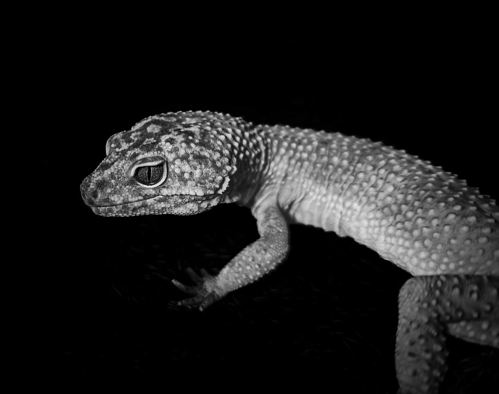 The Gaze Outside-黑白豹纹守宫壁虎 肌理特写全览图片