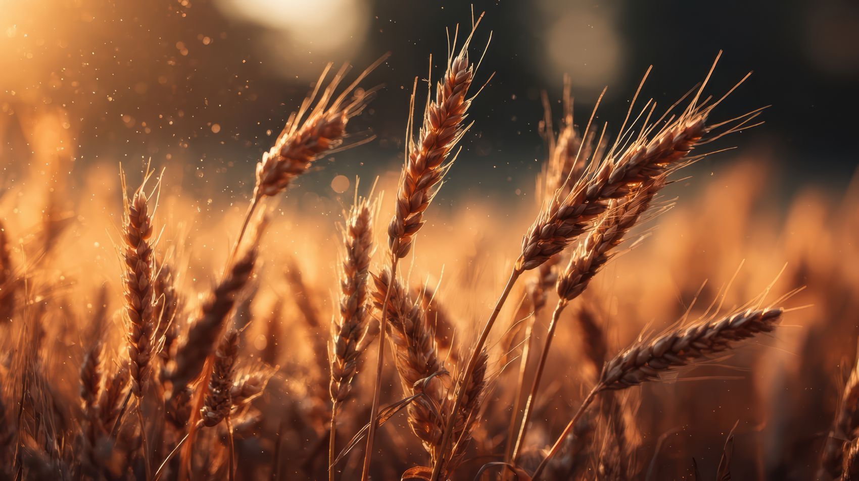 金穗麦浪 丰收暖光特写图片