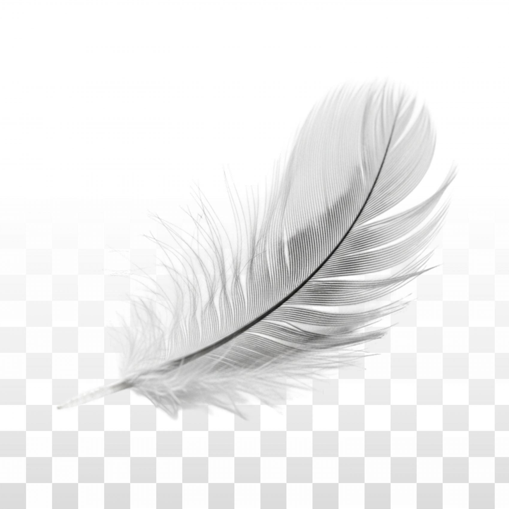 轻羽白翎 透明质感素材图片