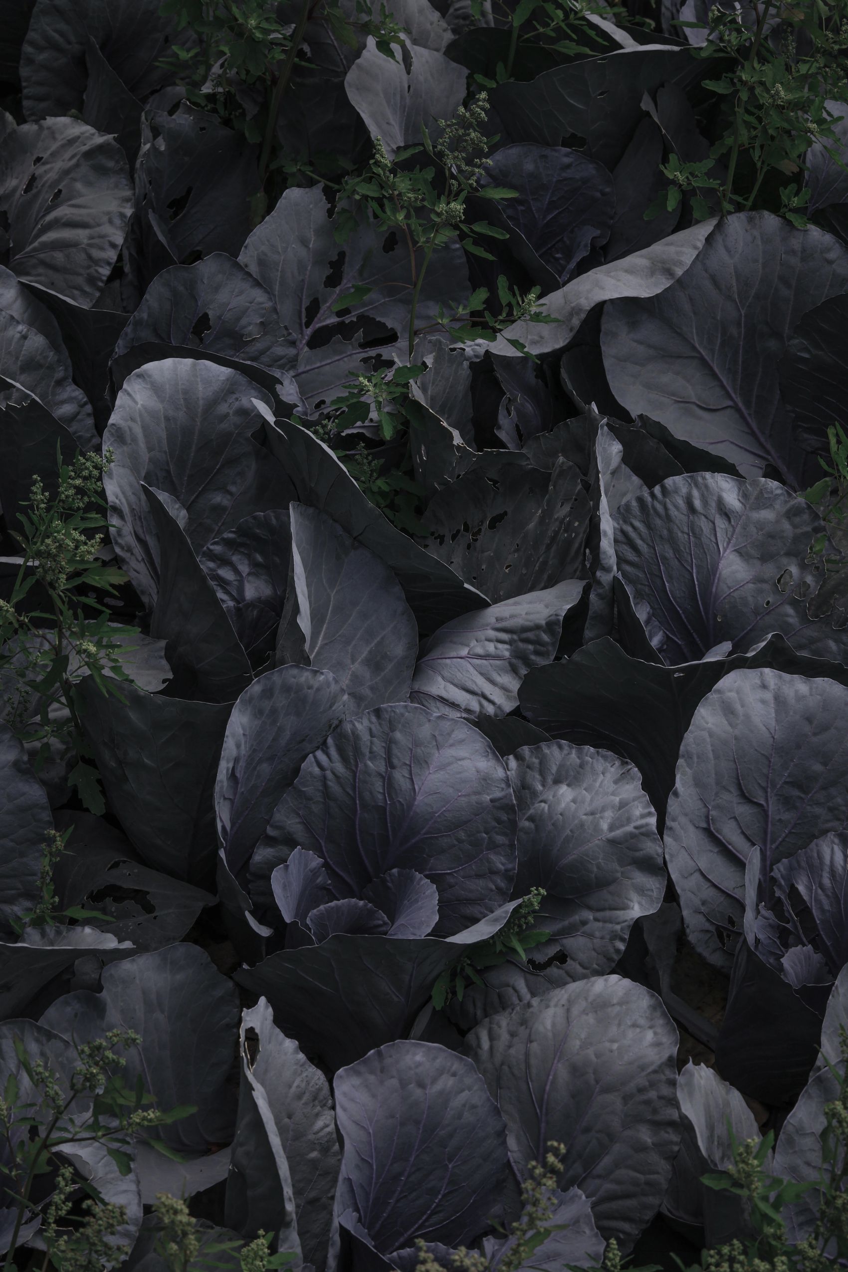 TO-BE III-暗调紫甘蓝与西兰花 冷调植物特写系列图片