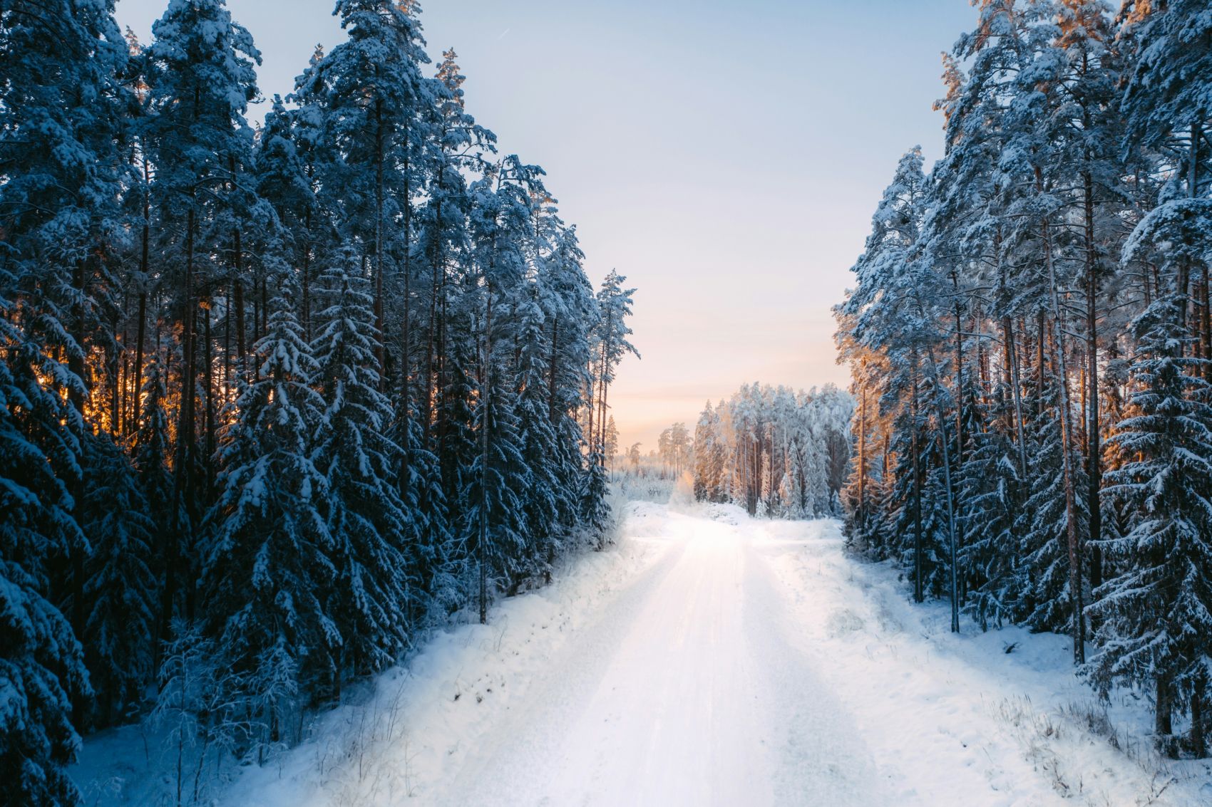 雪覆松林间道路延伸 暖金暮光勾勒冬日静谧治愈感图片