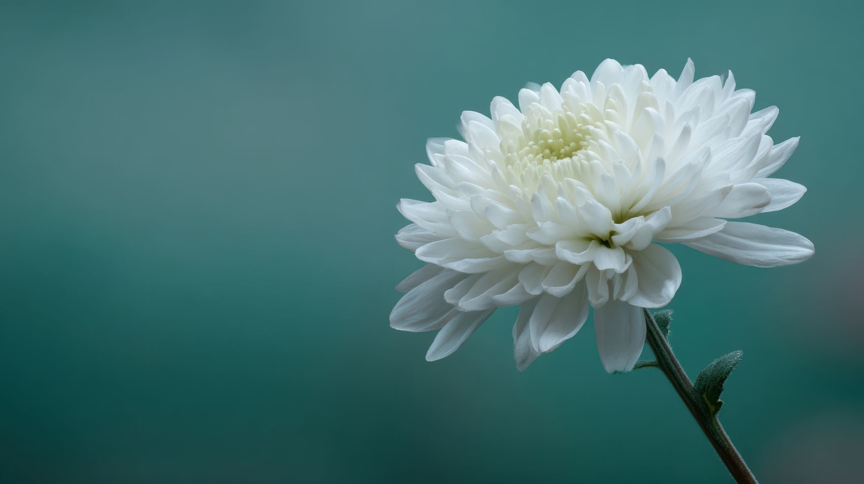 白菊花特写 青灰背景定格清雅花卉图片