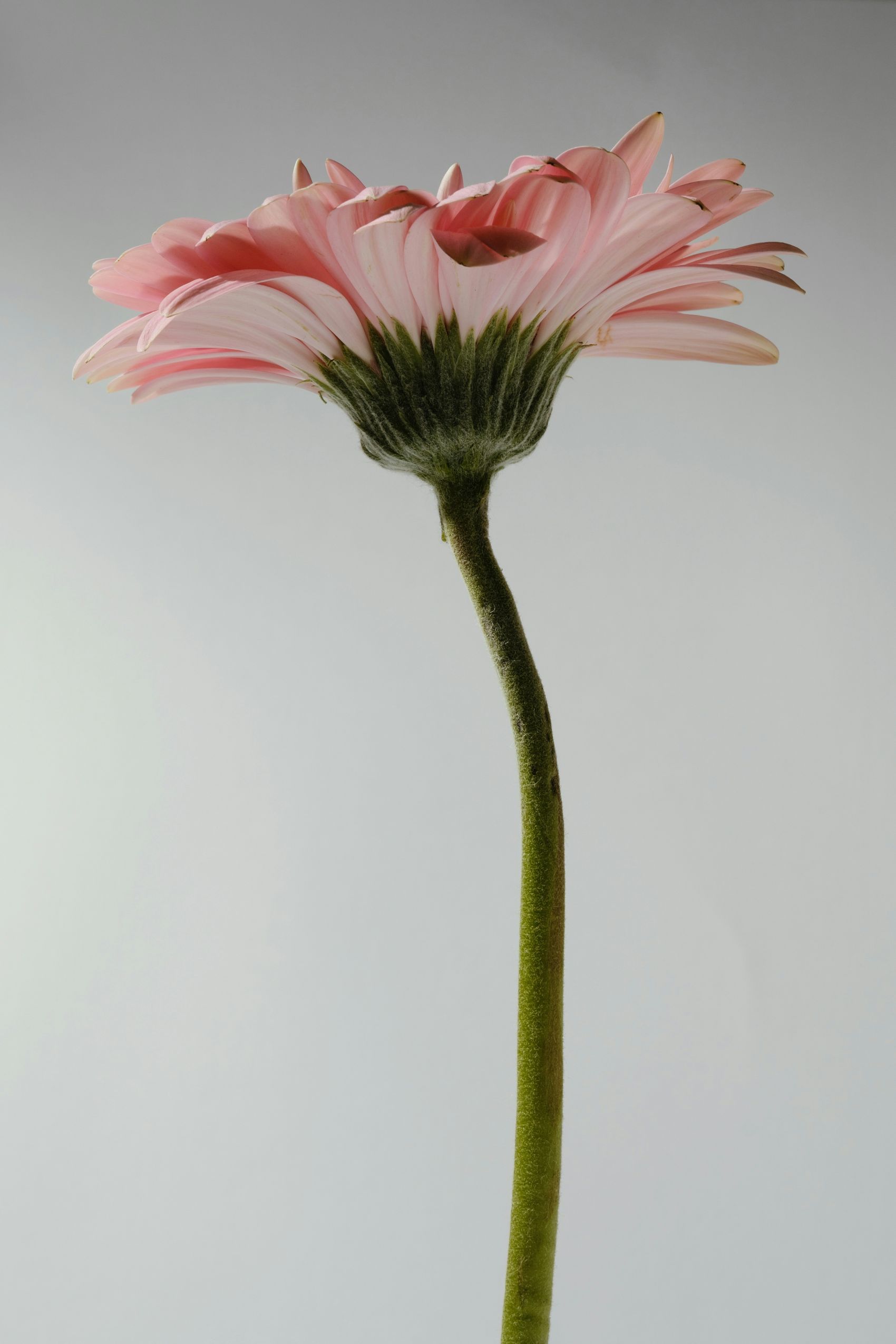 浅粉非洲菊的极简静物美学特写图片