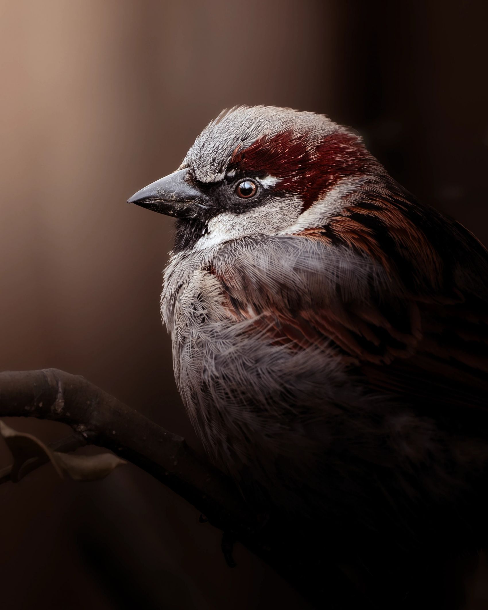 Wildlife __ 低光生态动物肖像系列图片