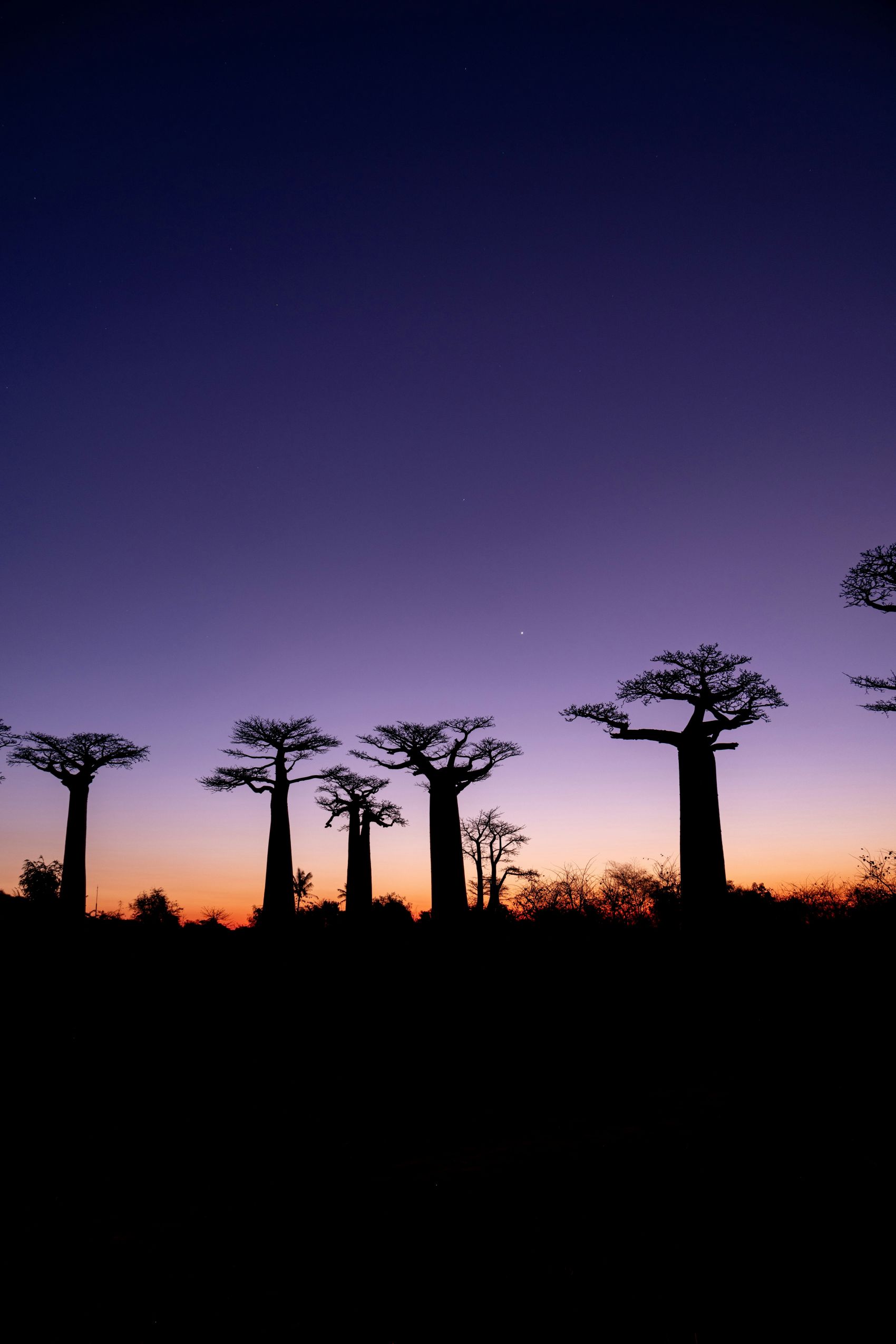 非洲马达加斯加猴面包树 黄昏渐变天空剪影风光摄影图片