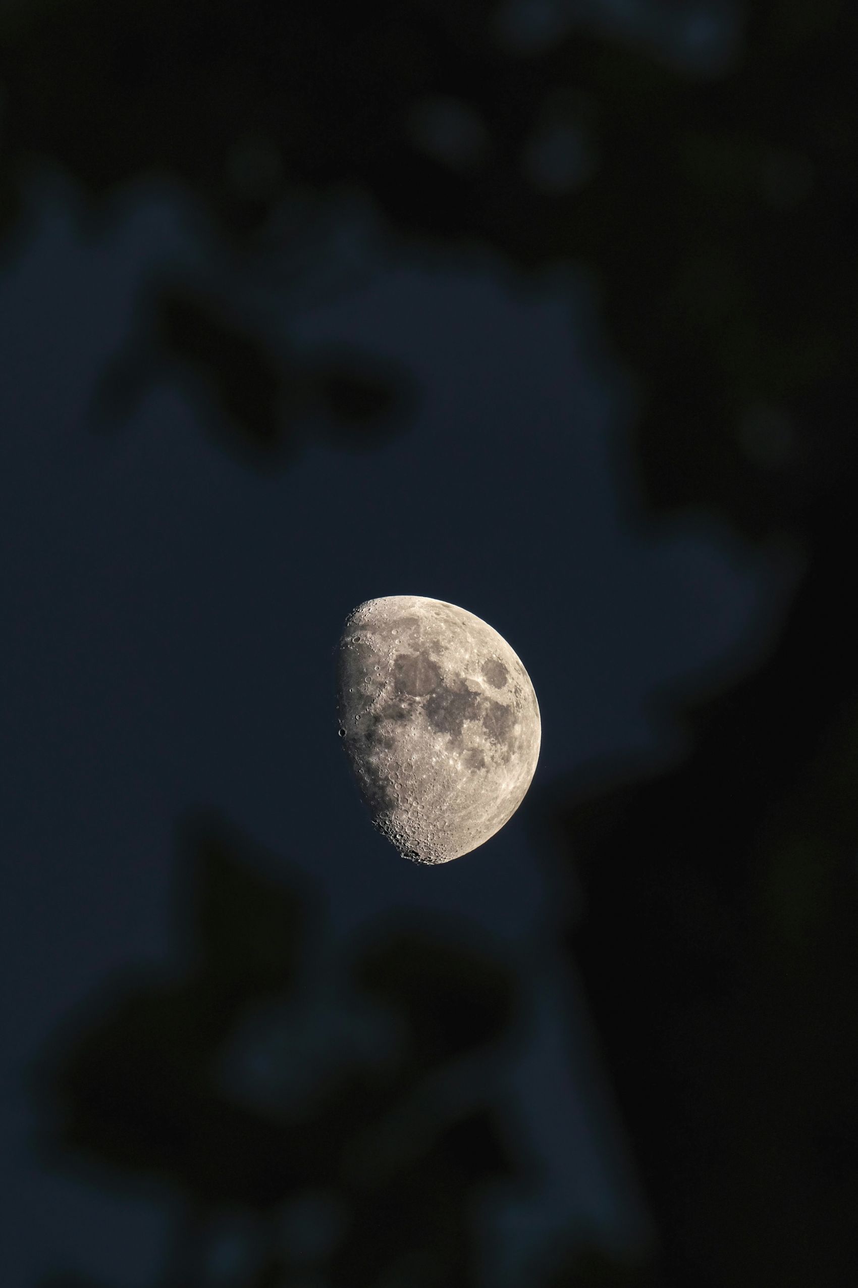 林间半弦月高清天文摄影 树叶虚化前景月夜氛围感风景大片图片
