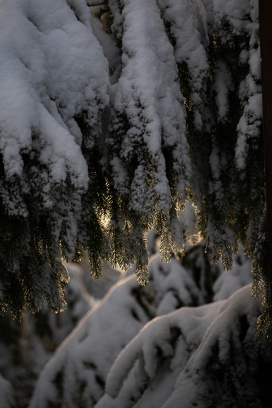 雪覆松枝的晨昏柔光：冬日林海的静谧自然摄影