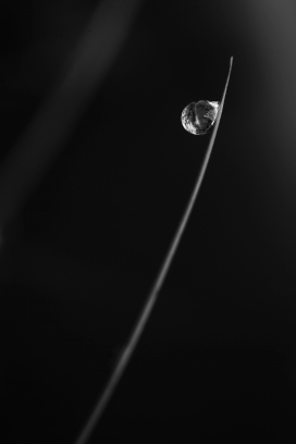 黑白天然微观特写：植物与水珠的极简光影摄影