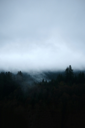 雾锁山林的冷调风光：灰蒙氛围下的深林自然摄影