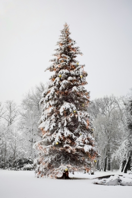 雪覆圣诞松：暖光装饰与冬日雪景交织的节日氛围摄影