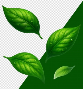 带露绿叶分层设计：双色调背景下的清新植物元素素材