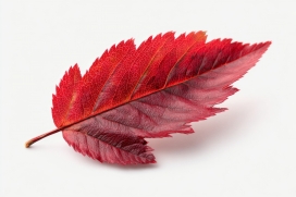 赤焰织脉：红叶的秋序肌理定格之美