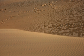 金浪织痕：荒漠沙丘的风刻肌理与履印叙事