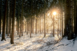 雪林沐光，冬日森林里的金色治愈