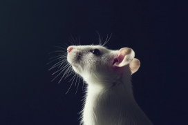 微光灵韵：小白鼠的暗调特写呈现