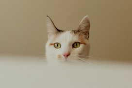 软萌探头 - 三花猫的治愈系躲猫猫视觉呈现