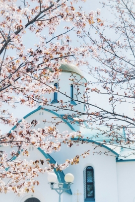 樱白穹顶 - 春樱掩映的教堂建筑