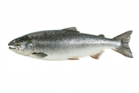 银鳞鲜鲑 - 完整三文鱼