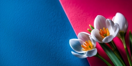 撞色花韵 - 蓝红肌理上的白番红花