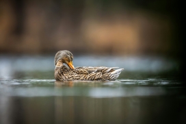 清塘羽影 - 绿头鸭的水域梳理时刻