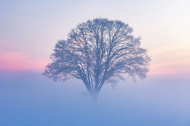 雾凇孤树 - 冬日黎明的静谧诗意