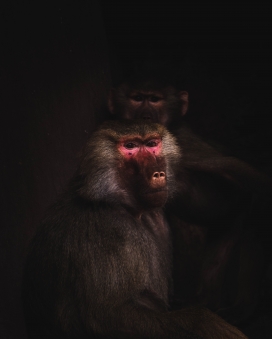 暗林低语 - 猕猴的静谧肖像