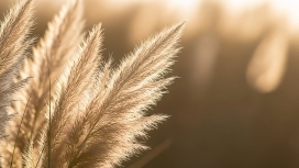 绒光絮语 - 蒲苇草的治愈系特写