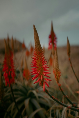 赤焰花序 - 芦荟花的野性生命力