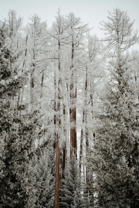 雾凇林景观 - 低温环境下的植物冰雪覆盖形态