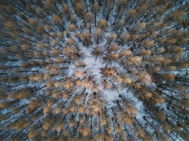 金枝雪径 - 冬日森林的几何韵律