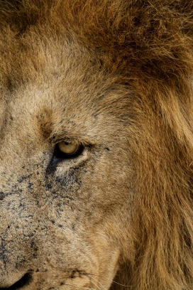 狮瞳凝视 - 野性力量的极致特写