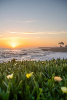 海岸晨曲 - 日出时分的浪花与花影