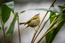 林间精灵-火冠戴菊的灵动瞬间