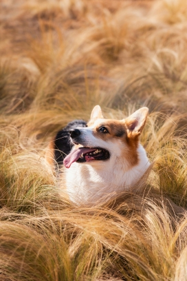 草间萌宠-柯基犬的秋日惬意时光