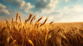 金浪麦芒 秋日麦田高清风景摄影图