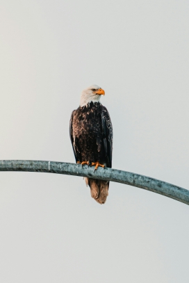 白头海雕 城市栖居特写