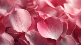 粉韵玫瑰花瓣 浪漫肌理特写