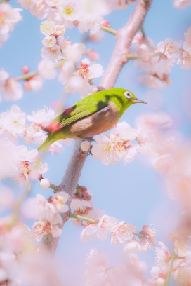 春樱绣眼 花鸟共生特写