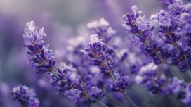紫韵薰衣草 治愈花海特写