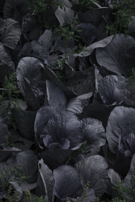 TO-BE III-暗调紫甘蓝与西兰花 冷调植物特写系列