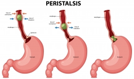食管蠕动过程 生理科普示意图