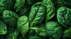 高清新鲜菠菜叶片纹理特写美食摄影素材