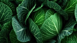 卷心菜叶片纹理特写自然摄影素材