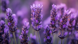 薰衣草花穗特写 - 紫色花海治愈系摄影素材