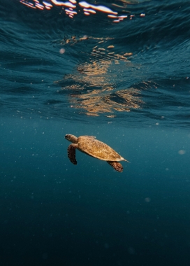 深海海龟遨游 - 静谧海洋生态摄影素材