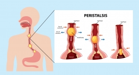 食管蠕动过程医学示意图 - 消化系统科普素材
