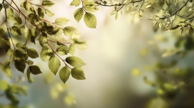 春日绿叶 - 清新自然治愈系背景