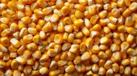 饱满玉米粒密集铺陈 金黄颗粒尽显丰收质朴质感