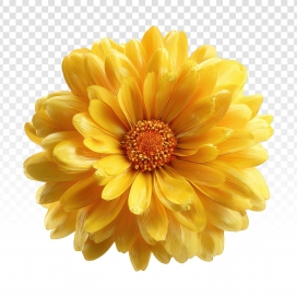 饱满金黄菊花开特写 丝绒质感呈现鲜活自然生命力