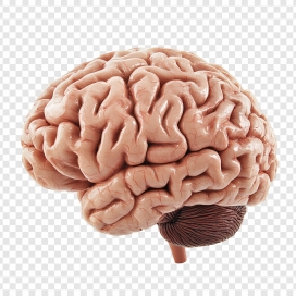 高精度人脑 3D 模型 透明背景凸显神经中枢解剖细节